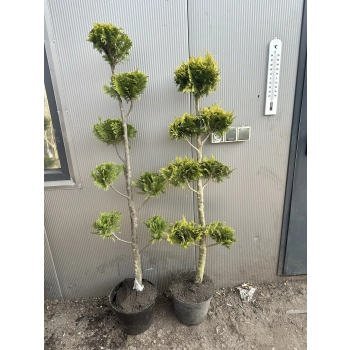 BONSAI Cyprysik Lawsona Ivonne wiele kul - sadzonki 150 / 180 cm